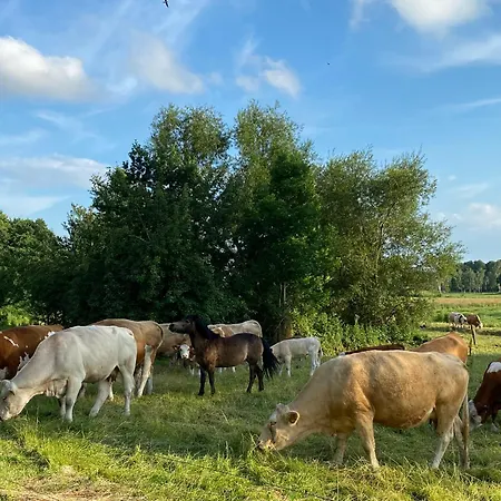 Apartment Ferienwohnungen-lubkow *